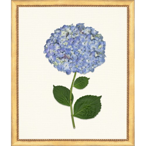 TLC- HYDRANGEA 4  20 X 24